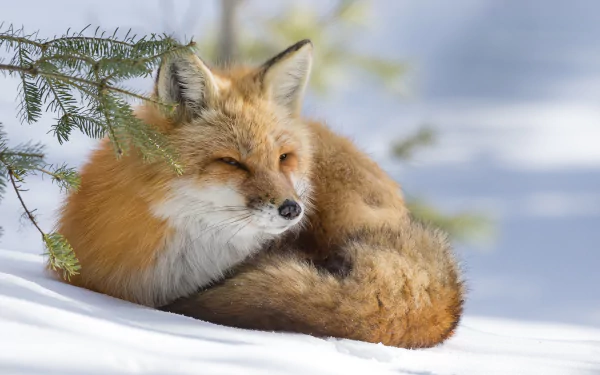 A resting fox curled up on snow in a winter landscape, captured in HD quality as a PC desktop wallpaper background.