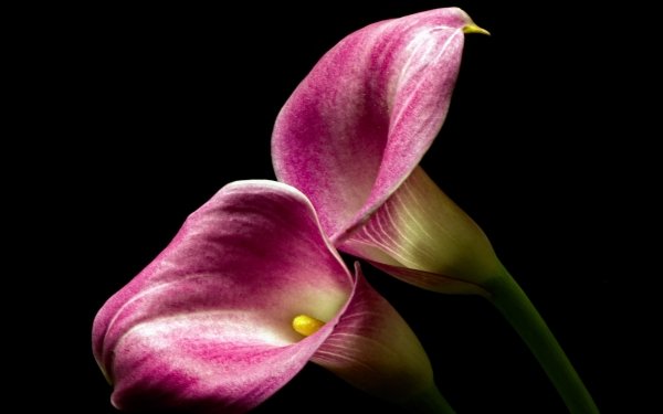 30+ Calla Lily HD Wallpapers | Background Images