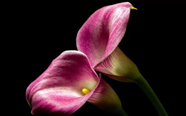 pink flower flower nature calla lily HD Desktop Wallpaper | Background Image