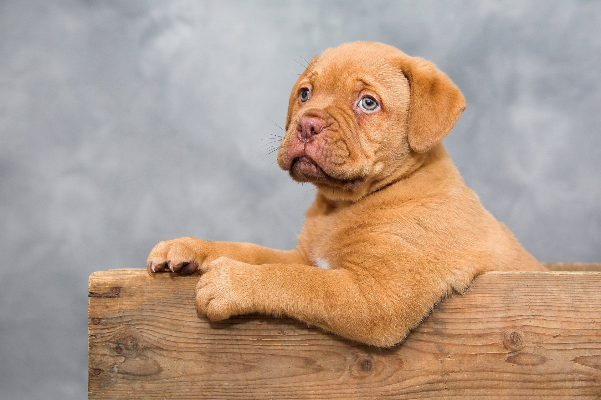 Download Baby Animal Mastiff Portrait Dog Puppy Animal Dogue De Bordeaux HD Wallpaper by Ilona Krijgsman