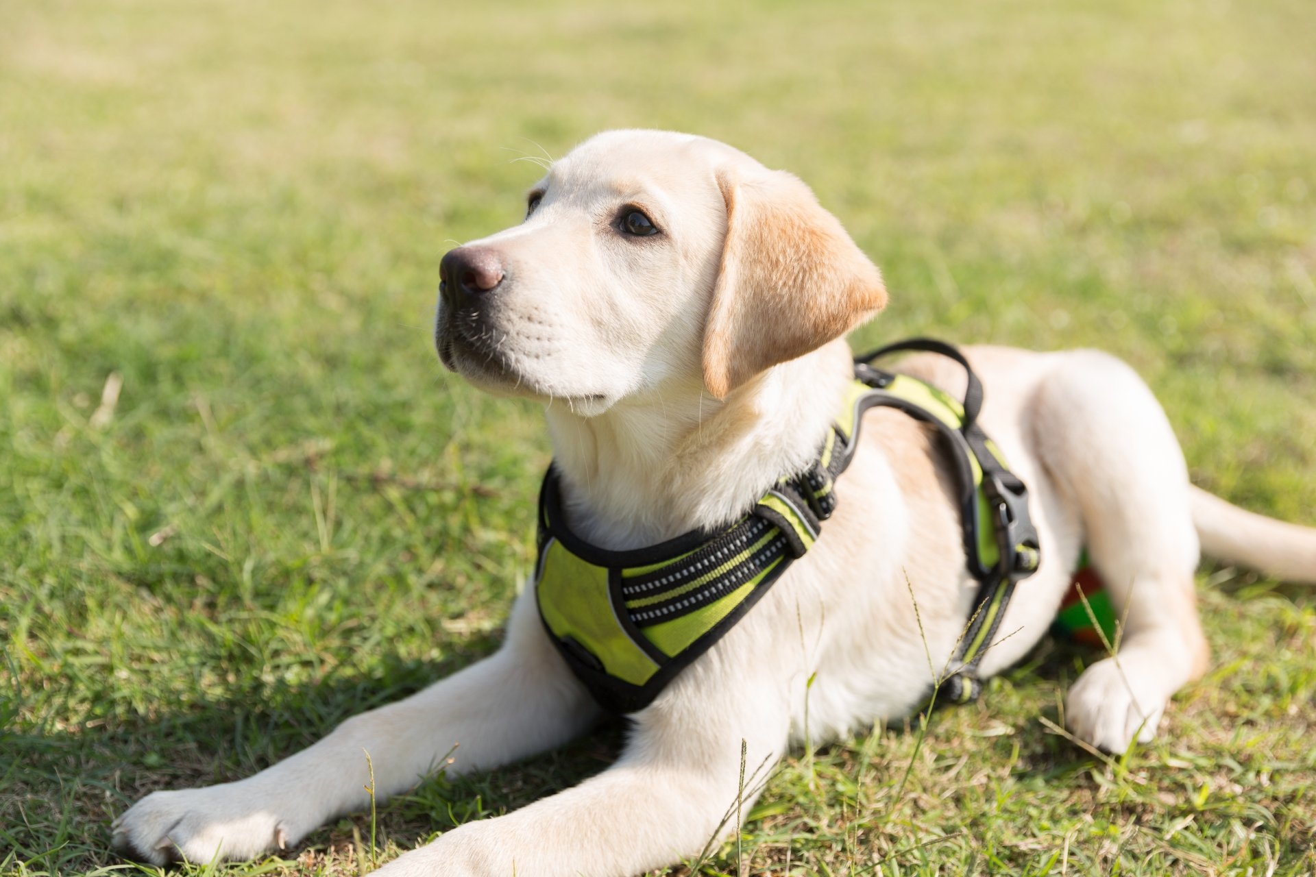 A Labrador Retriever puppy lying down on green grass, captured in a 4K Ultra HD PC desktop wallpaper and background.