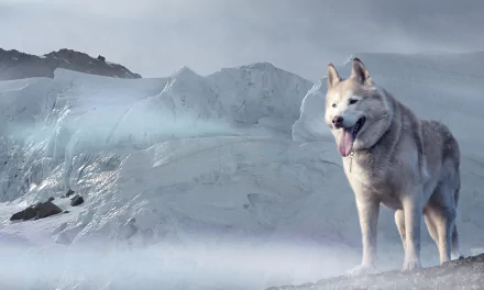 Husky dog on a snowy ridge with icy mountains behind in a winter scene — 2K Quad HD PC desktop wallpaper background.