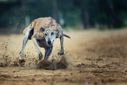  Greyhound Racing by Peter Kaul