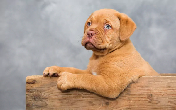  Puppy in a Box by Ilona Krijgsman
