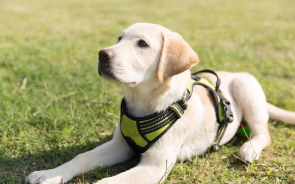 A Labrador Retriever puppy lying down on green grass, captured in a 4K Ultra HD PC desktop wallpaper and background.