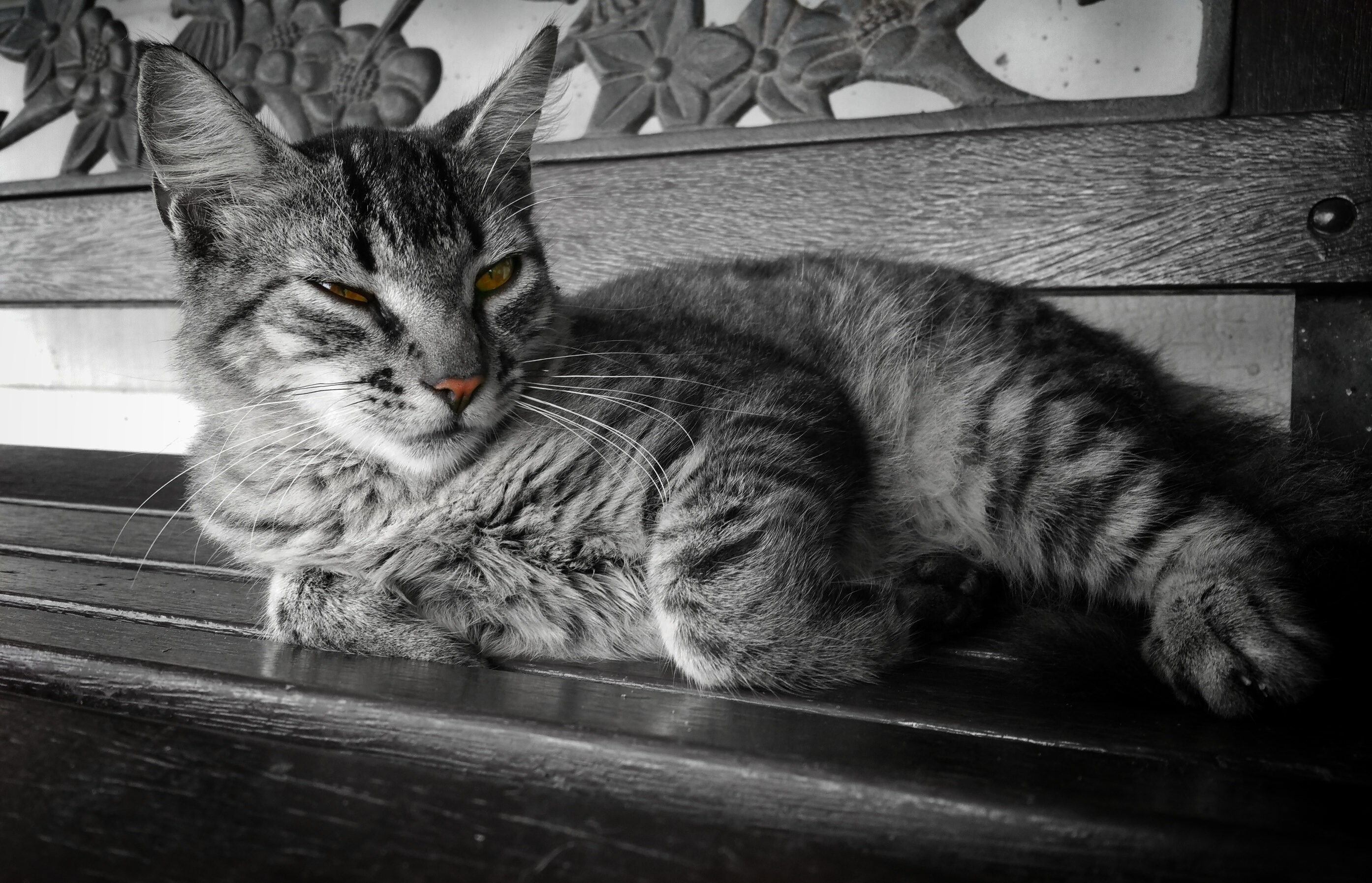 Black and White Cat with Selective Colour Nose and Eyes by Ronald Plett