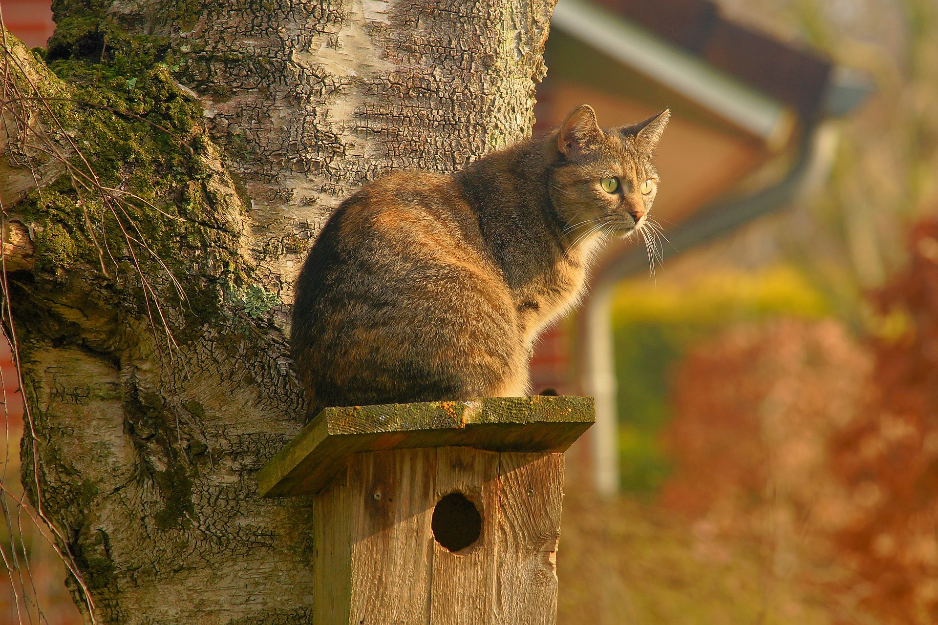 Cat Sitting on a Bird House by Kapa65