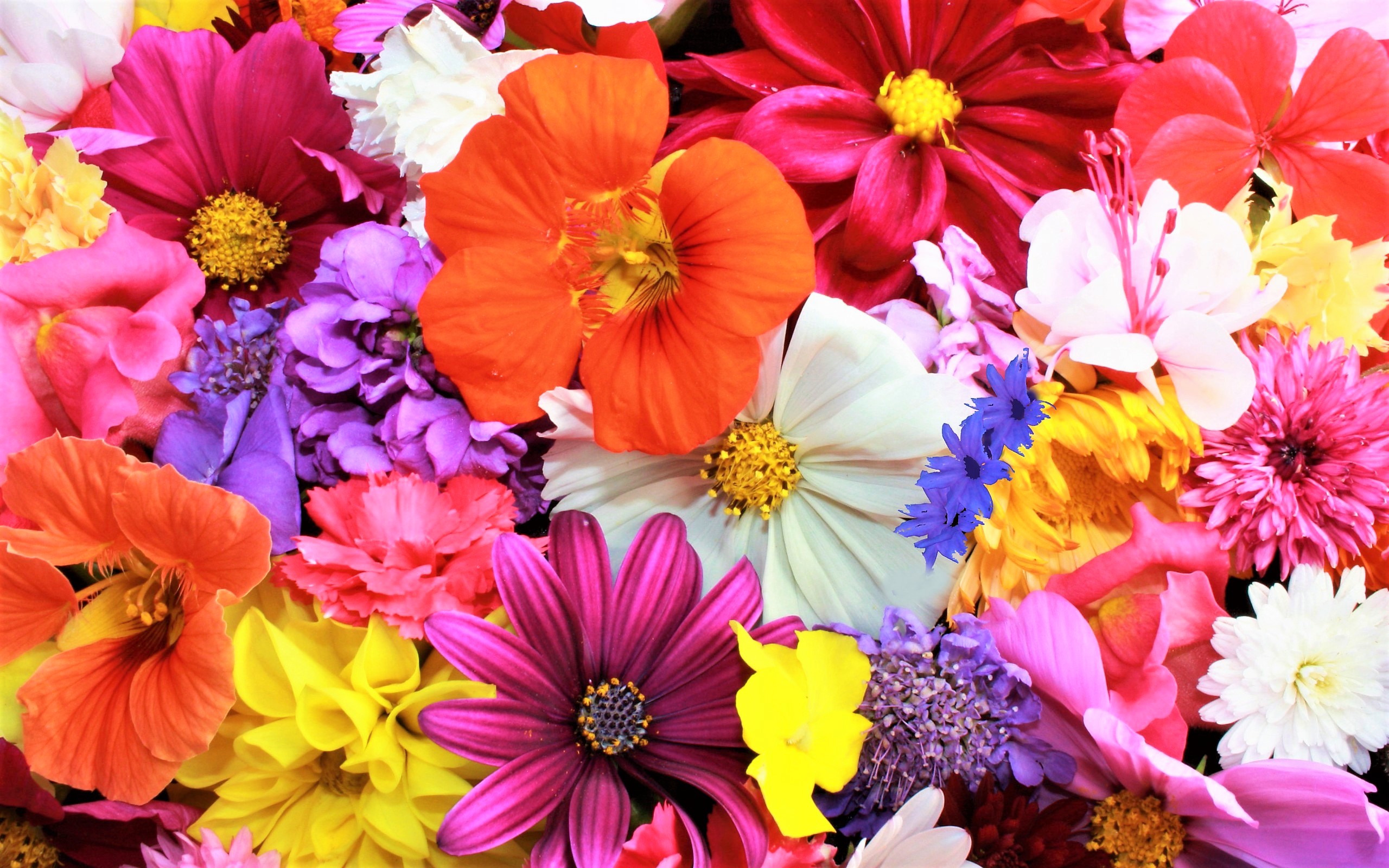 Colorful Flowers