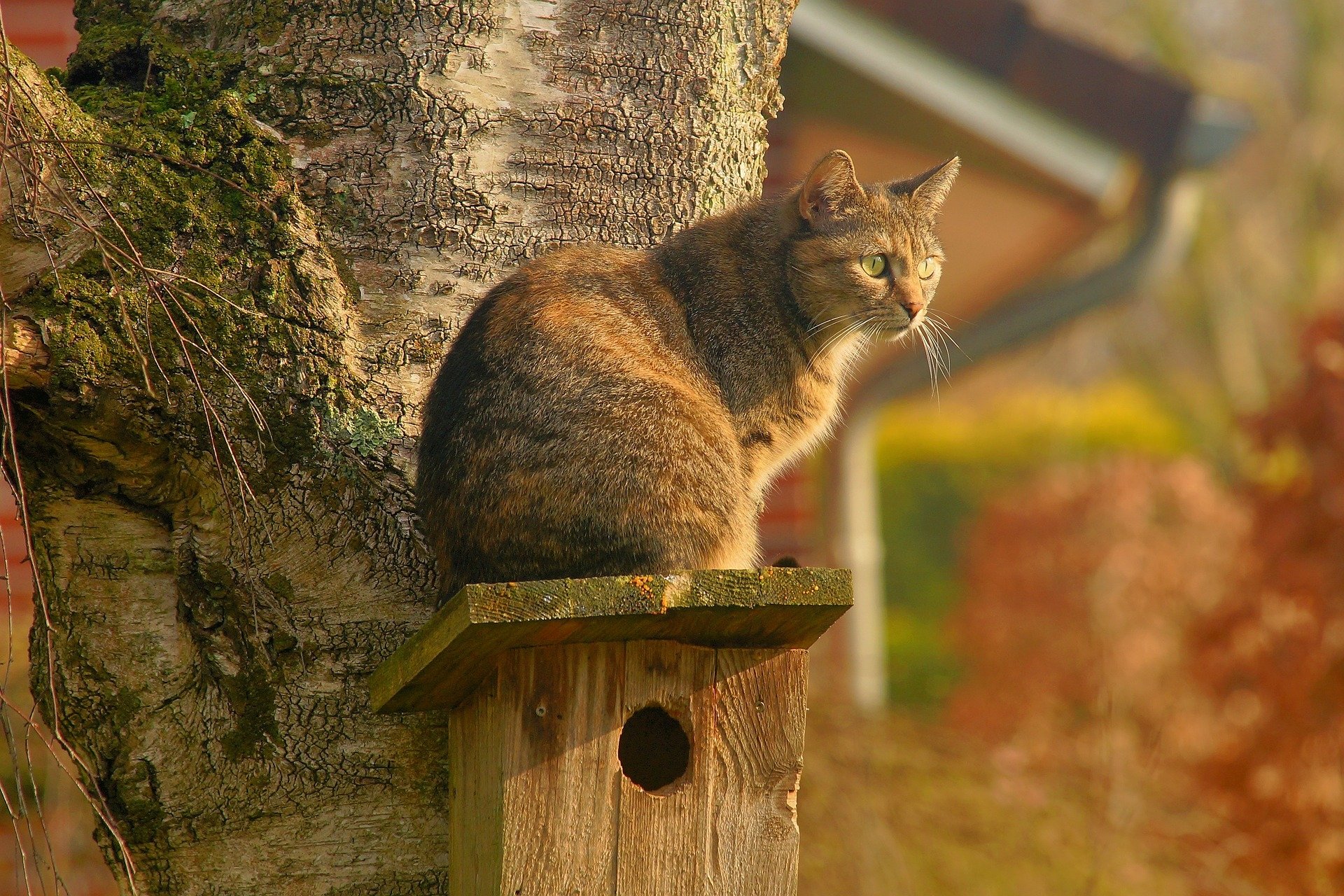 Download Bird House Animal Cat HD Wallpaper by Kapa65