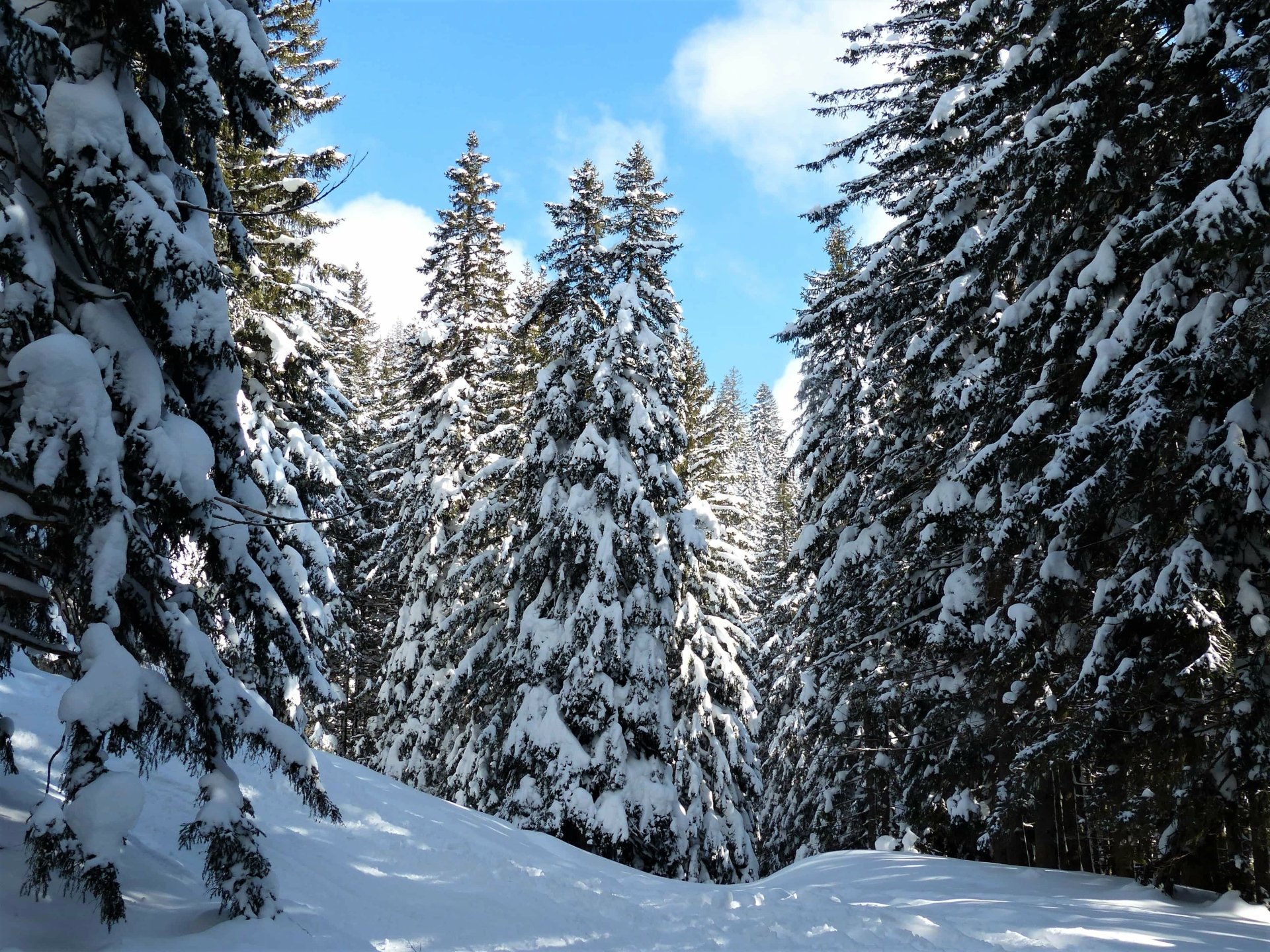 Snow-laden pine trees in a serene winter forest beneath a clear blue sky — 2K Quad HD PC desktop wallpaper/background.