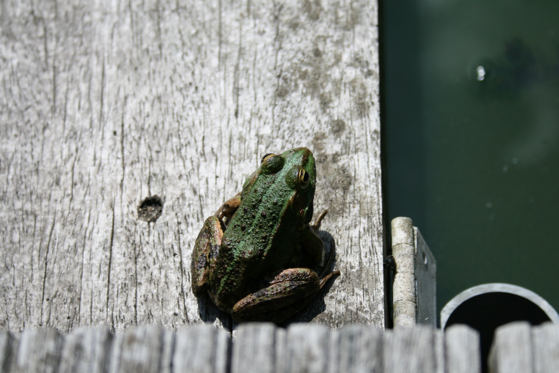 A vibrant green frog rests on a wooden surface by the water, captured in high definition, making it an eye-catching desktop wallpaper and background featuring wildlife.
