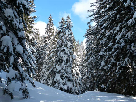 Snow-laden pine trees in a serene winter forest beneath a clear blue sky — 2K Quad HD PC desktop wallpaper/background.