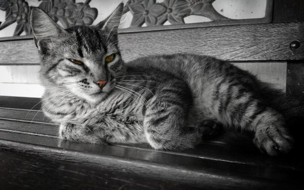 Animal Cat Bench HD Wallpaper | Background Image