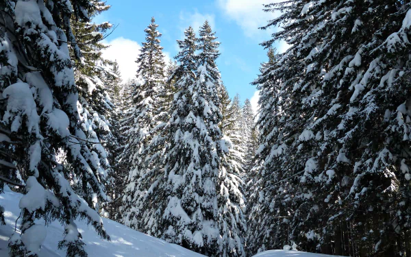 Snow-laden pine trees in a serene winter forest beneath a clear blue sky — 2K Quad HD PC desktop wallpaper/background.