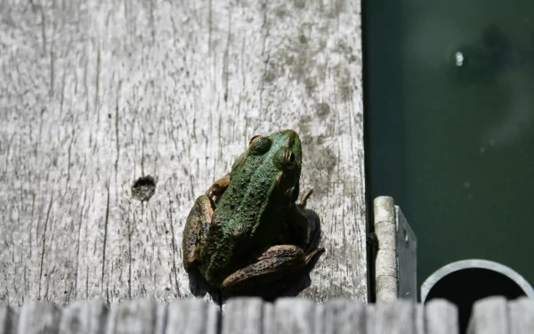 A vibrant green frog rests on a wooden surface by the water, captured in high definition, making it an eye-catching desktop wallpaper and background featuring wildlife.