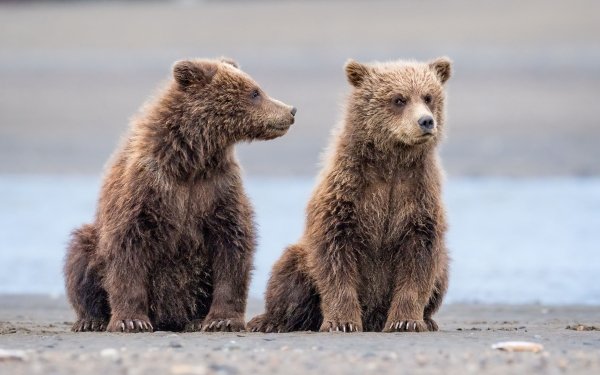 Animal Bear Bears Cub HD Wallpaper | Background Image