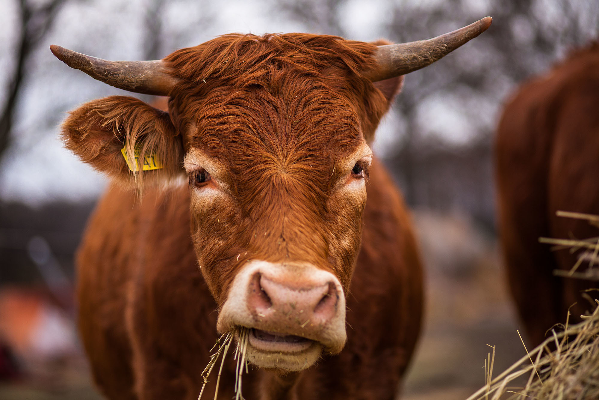 HD wallpaper bull rodeo bovine cow animal western ranch cattle  bucking  Wallpaper Flare