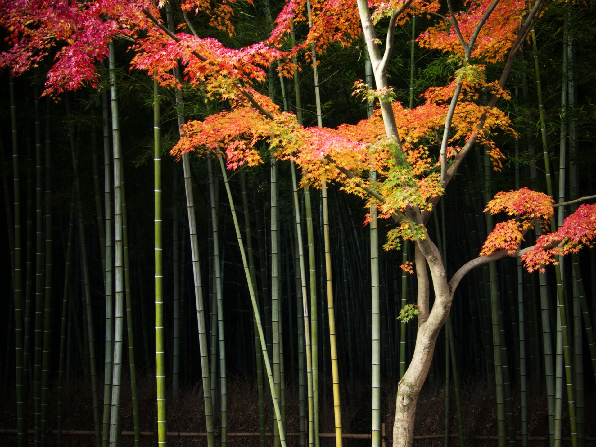 A serene bamboo forest featuring a vibrant tree with colorful autumn leaves, creating a striking contrast against the dark background. This HD image serves as an inspiring desktop wallpaper.