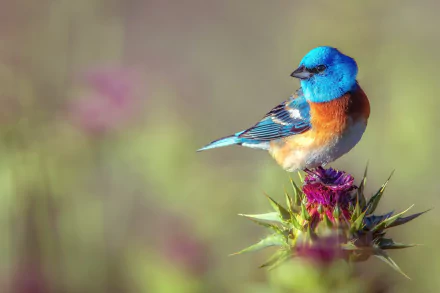 HD desktop wallpaper showcasing a vibrant bluebird perched on a purple thistle flower against a soft, blurred natural background.