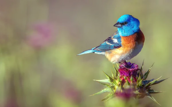 HD desktop wallpaper showcasing a vibrant bluebird perched on a purple thistle flower against a soft, blurred natural background.