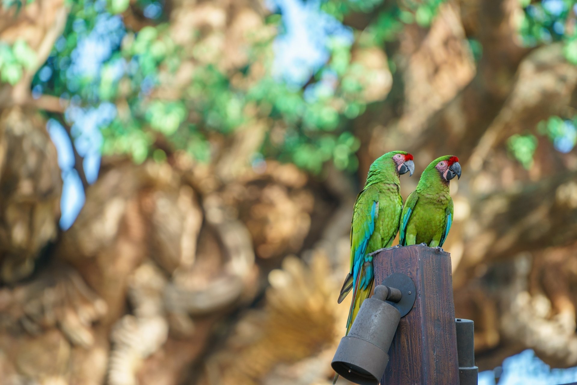 HD wallpaper featuring two military macaws perched on a wooden post with a blurred nature background created by a depth of field effect.