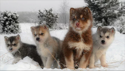 Four adorable Siberian husky puppies play in the snowy winter landscape, captured in a vibrant HD desktop wallpaper showcasing their fluffy, cute animal charm.