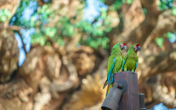 HD wallpaper featuring two military macaws perched on a wooden post with a blurred nature background created by a depth of field effect.