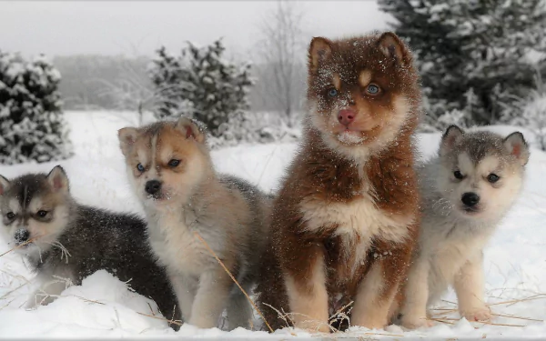  Husky and Her Puppies in Winter