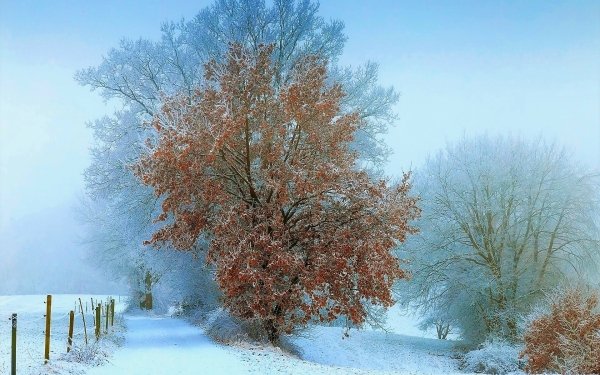 Earth Winter Snow Fall Tree Forest HD Wallpaper | Background Image