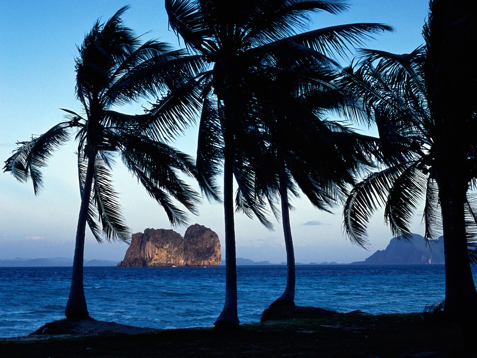 Tropical paradise: ocean, palm tree backdrop.