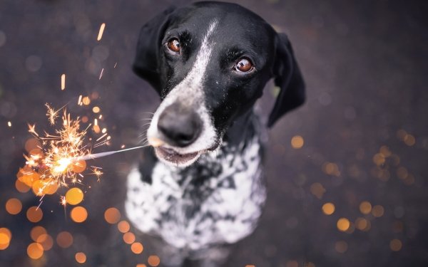 Animal Dog Dogs Braque d'Auvergne Muzzle Fireworks Bokeh HD Wallpaper | Background Image