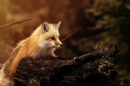 depth of field Animal fox HD Desktop Wallpaper | Background Image