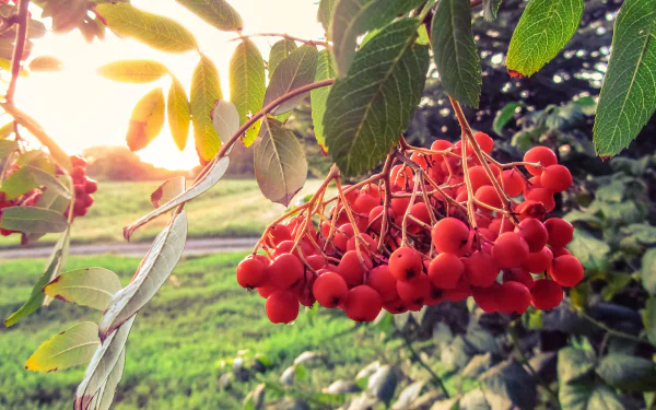 nature rowan HD Desktop Wallpaper | Background Image