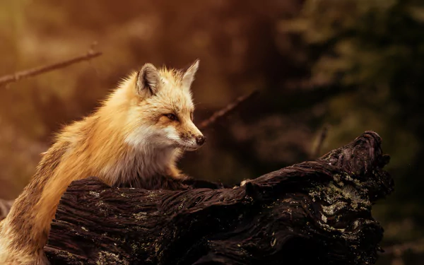 depth of field Animal fox HD Desktop Wallpaper | Background Image
