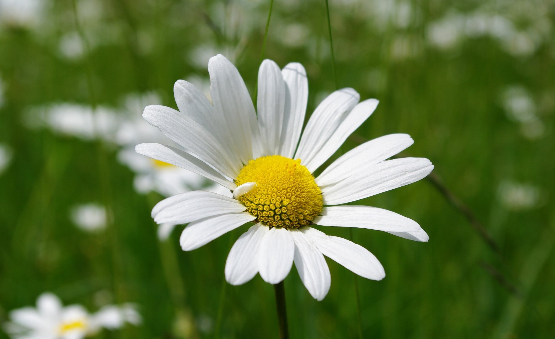 Download Close-up White Flower Flower Nature Daisy 4k Ultra HD Wallpaper