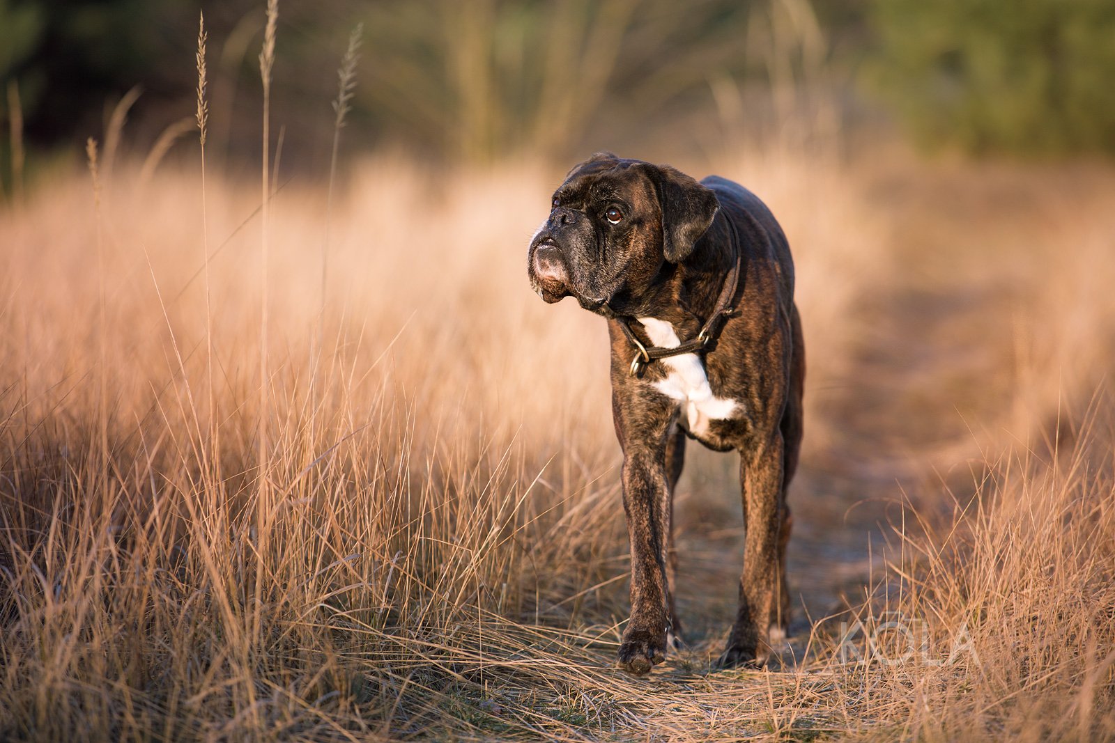 Download Dog Animal Boxer (dog) Wallpaper by Kerstin Mielke