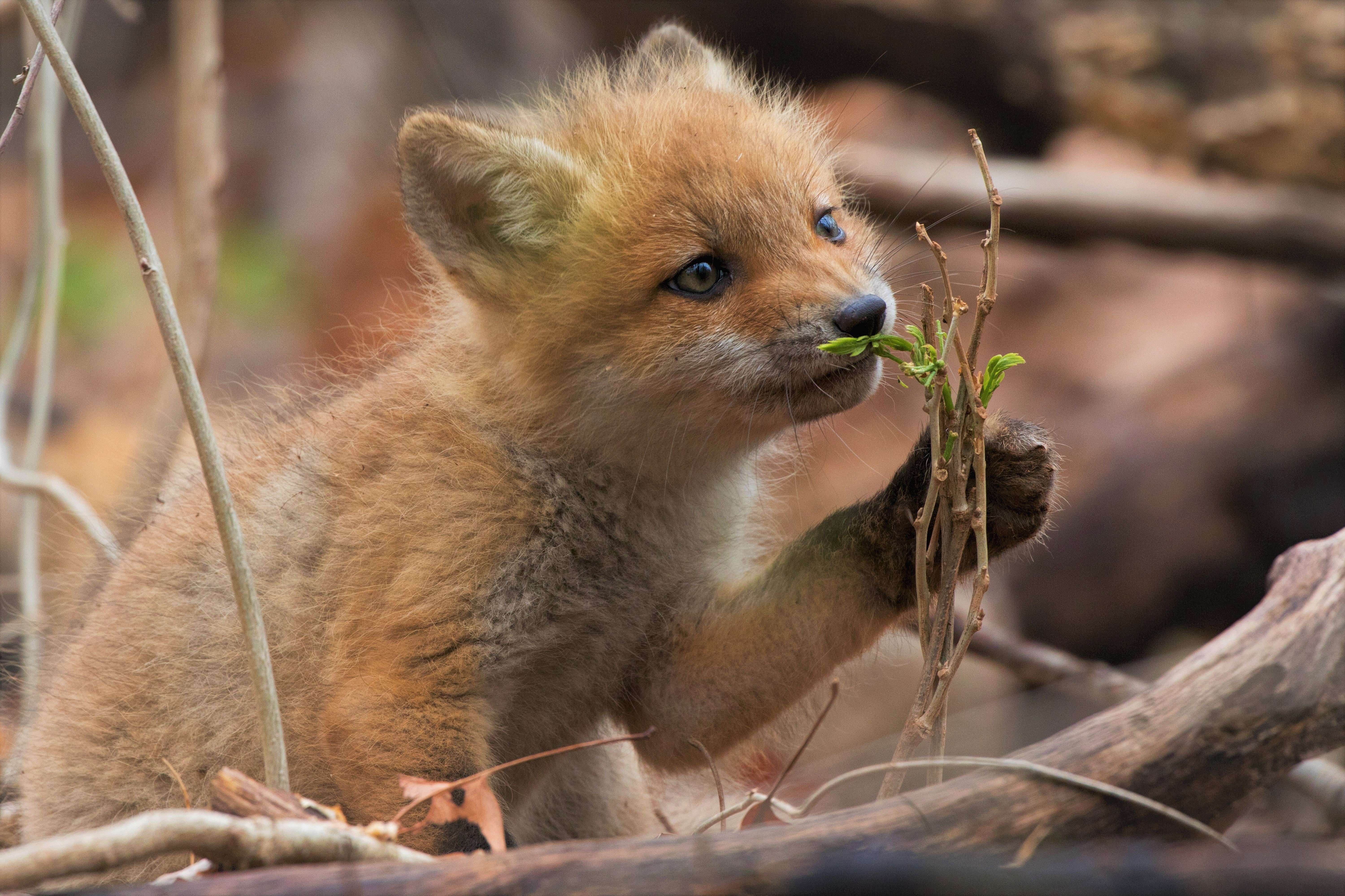baby fox sounds