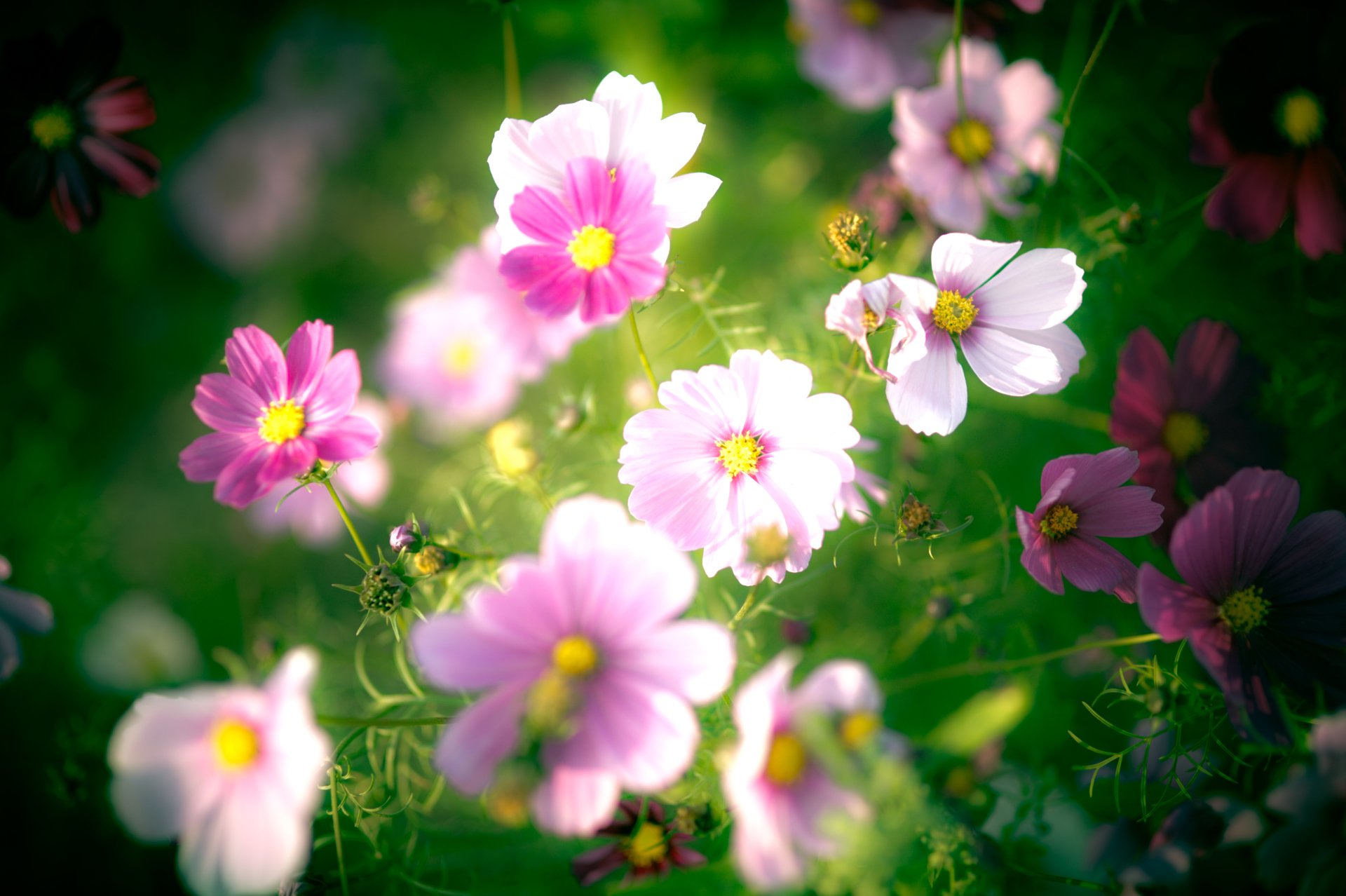 Download Pink Flower Nature Flower 4k Ultra HD Wallpaper