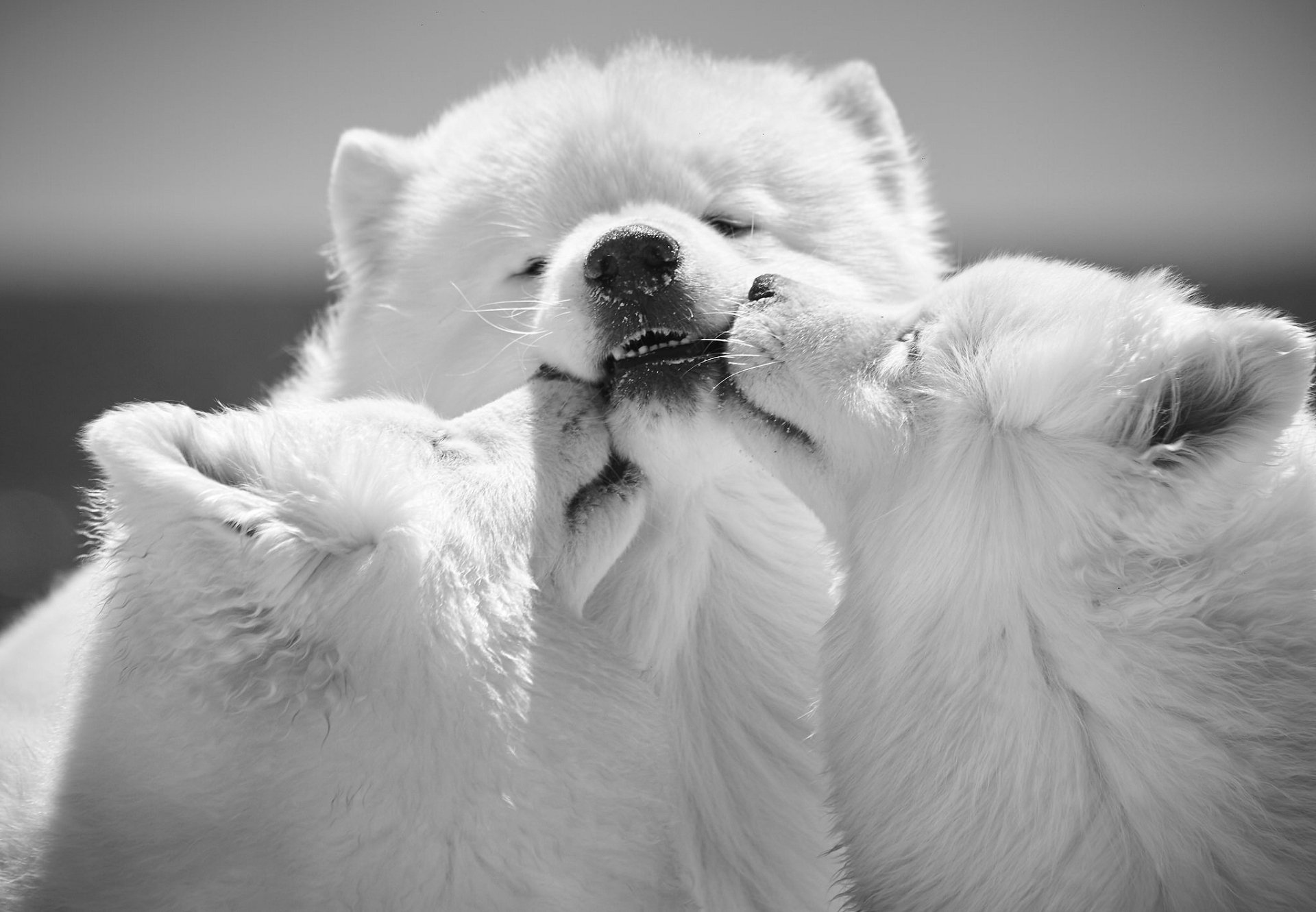 Monochrome HD PC desktop wallpaper showing three fluffy dogs nuzzling in a close-up animal portrait.