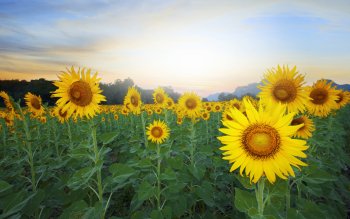 456 Sunflower HD Wallpapers | Background Images - Wallpaper Abyss - Page 5