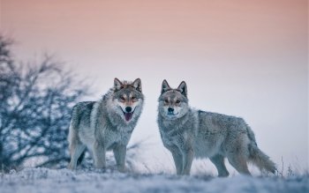 HD Wallpaper | Background Image ID:900925