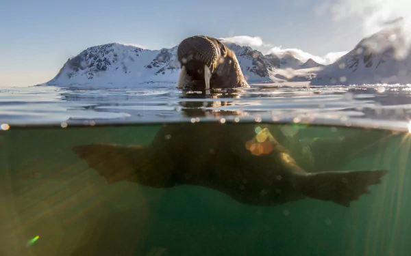 HD PC desktop wallpaper showing a walrus partially submerged in icy Arctic waters with snowy mountains in the background under a clear sky.