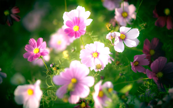 pink flower nature flower HD Desktop Wallpaper | Background Image