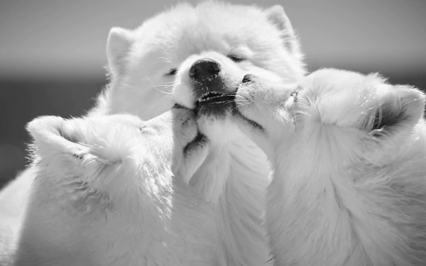 monochrome Animal dog HD Desktop Wallpaper | Background Image