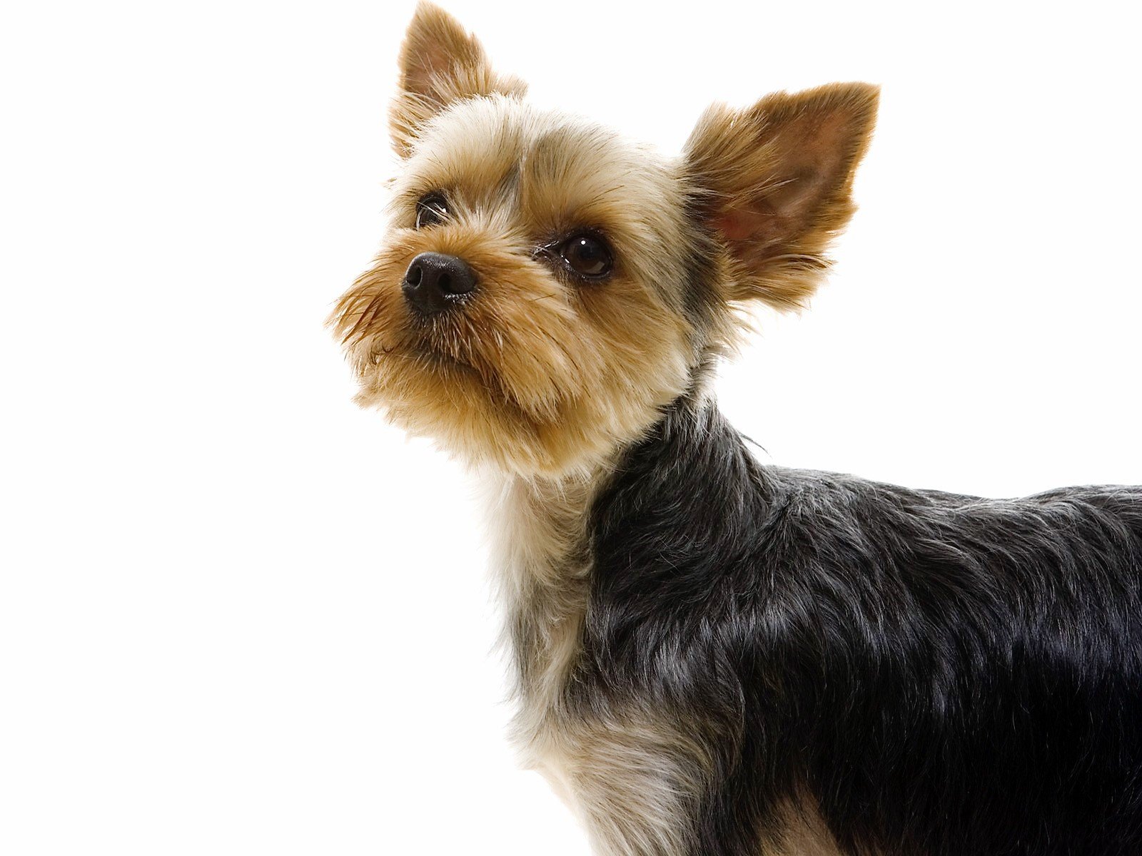 Download Dog Animal Terrier Wallpaper