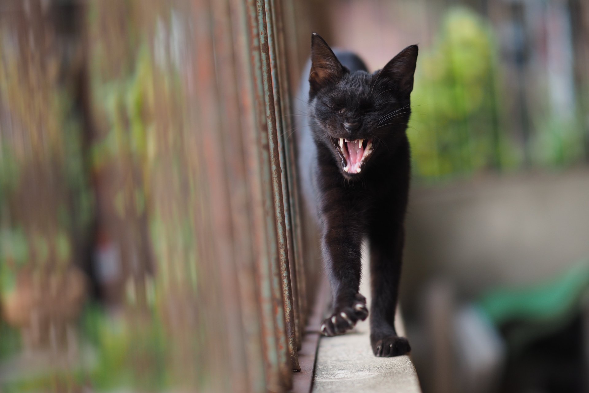 A black cat walking along a narrow ledge with its mouth open, captured in sharp focus with a blurred background, rendered in 4K Ultra HD for desktop wallpaper.