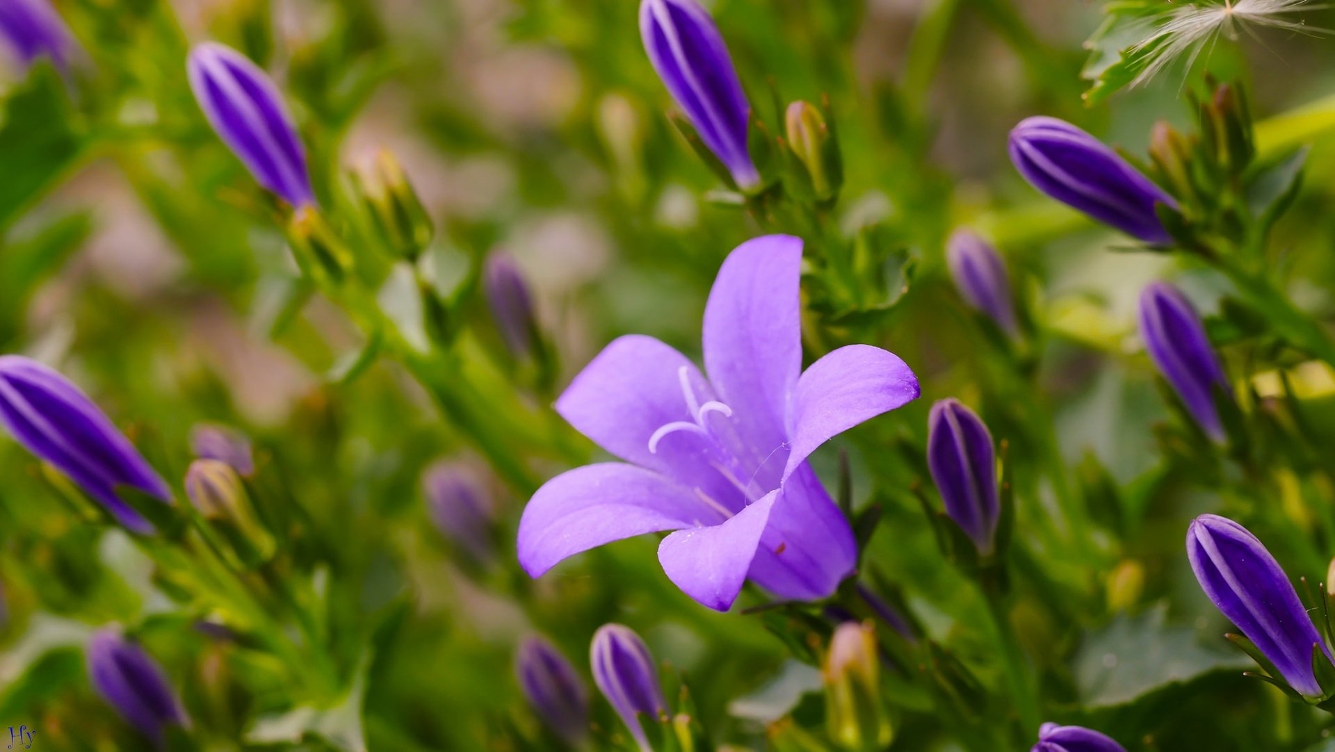 HD PC desktop wallpaper featuring a purple flower in bloom with surrounding buds and green foliage, vibrant nature background.