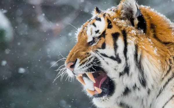 Close-up of a roaring tiger with snowflakes falling around, captured in HD quality for a striking PC desktop wallpaper background.