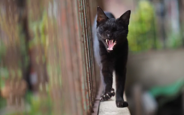 A black cat walking along a narrow ledge with its mouth open, captured in sharp focus with a blurred background, rendered in 4K Ultra HD for desktop wallpaper.