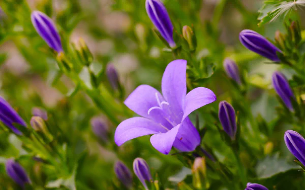 HD PC desktop wallpaper featuring a purple flower in bloom with surrounding buds and green foliage, vibrant nature background.
